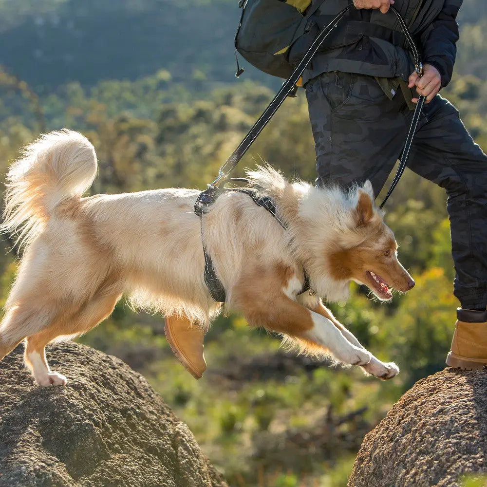 Dog jumping over rocks while on a leash during an outdoor adventure.