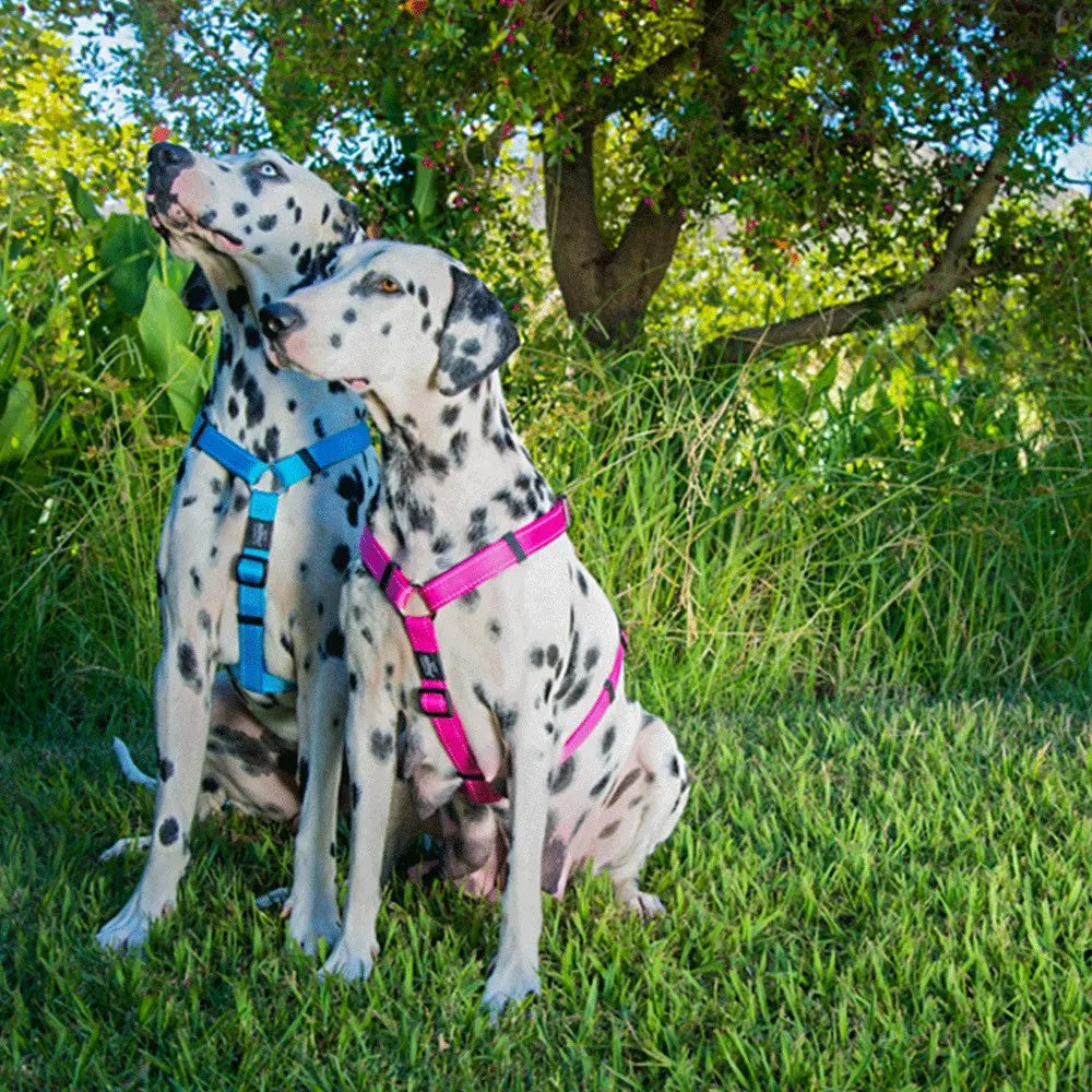 Two Dalmatians wearing colorful harnesses sit together in a lush green garden.