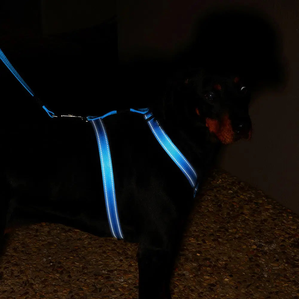 Dog wearing a reflective blue harness for nighttime walks and safety.
