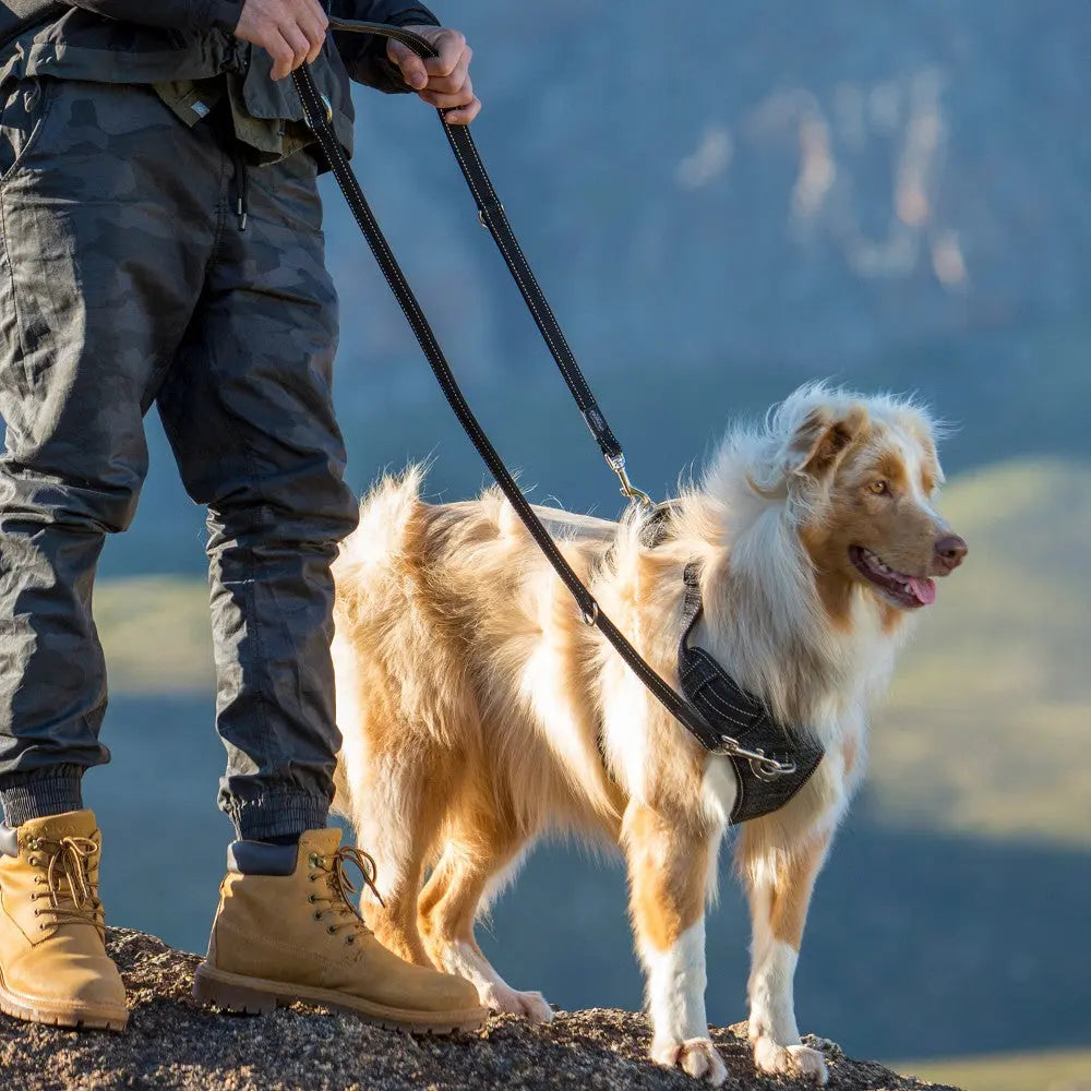 Person walking a happy dog on a leash in a scenic outdoor setting.