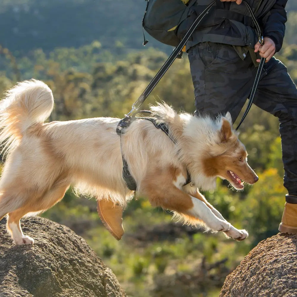 Dog jumping on rocks while wearing a harness and leash during an outdoor adventure.