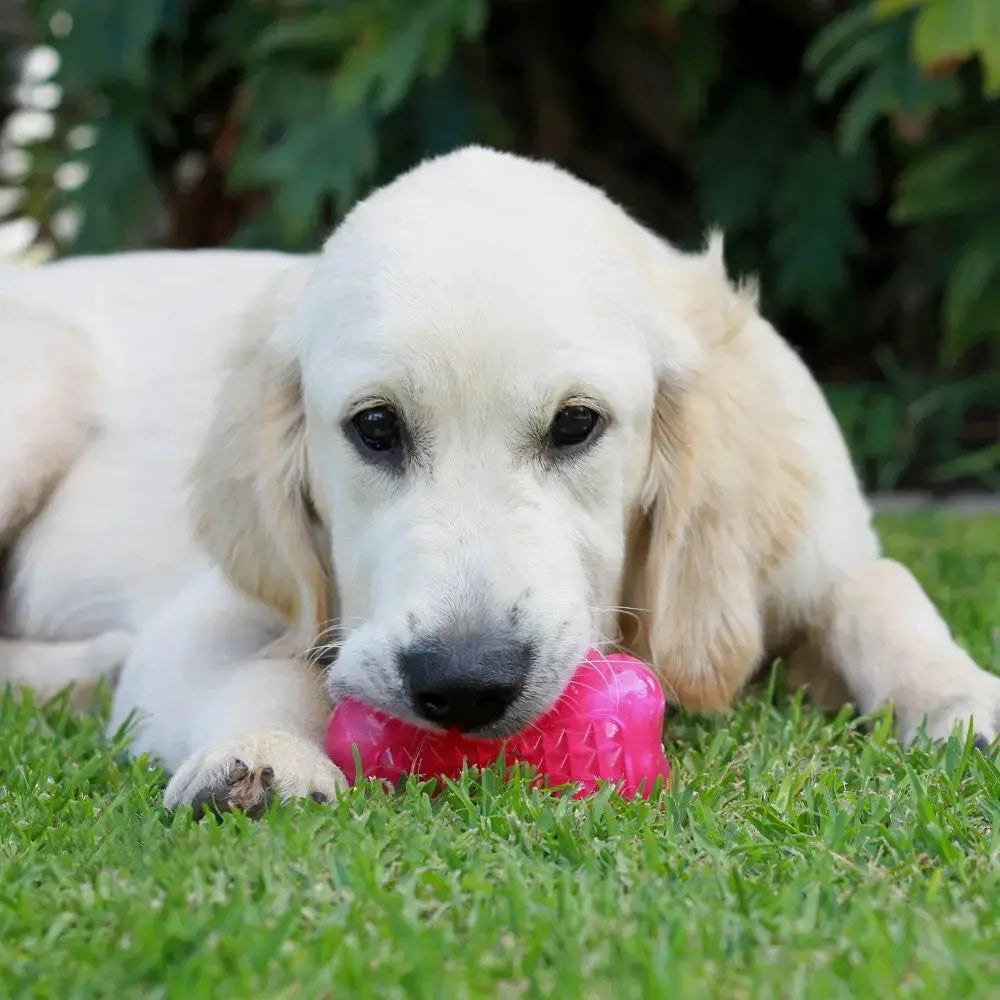 Golden retriever puppy chewing a pink rubber toy on green grass.