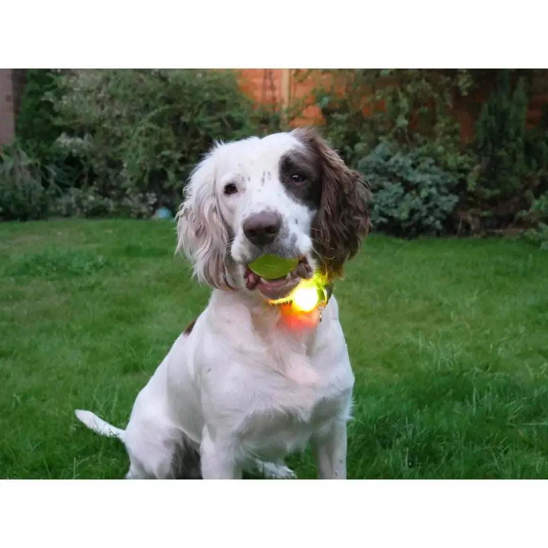 Rosewood Silicone Collar Light - Large   | Canine & Co