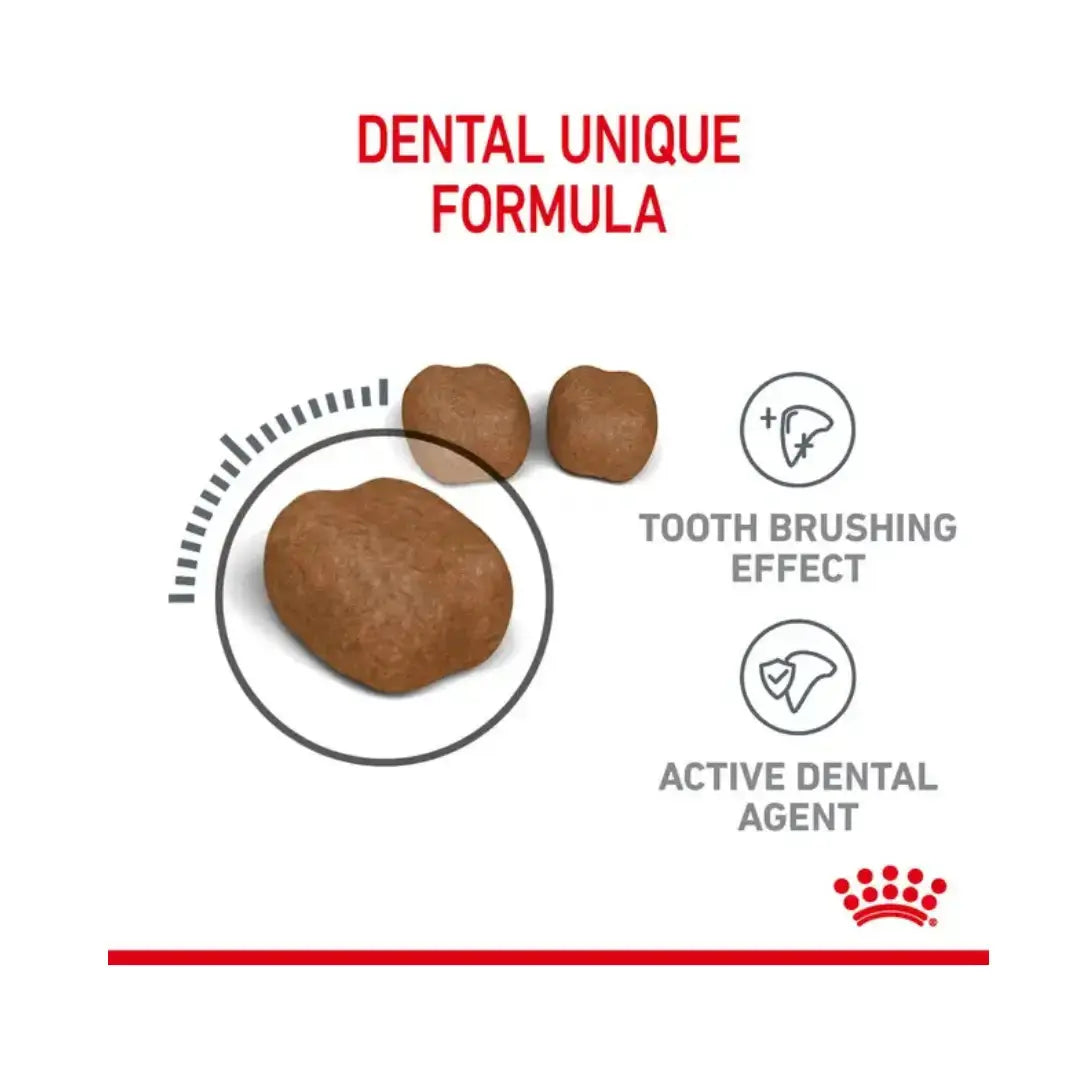Royal Canin Dental Care Dry Cat Food   | Canine & Co