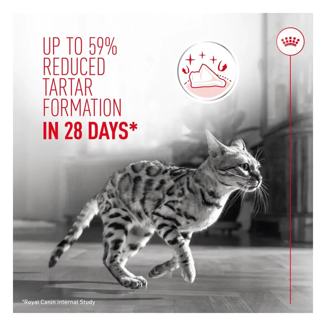 Royal Canin Dental Care Dry Cat Food