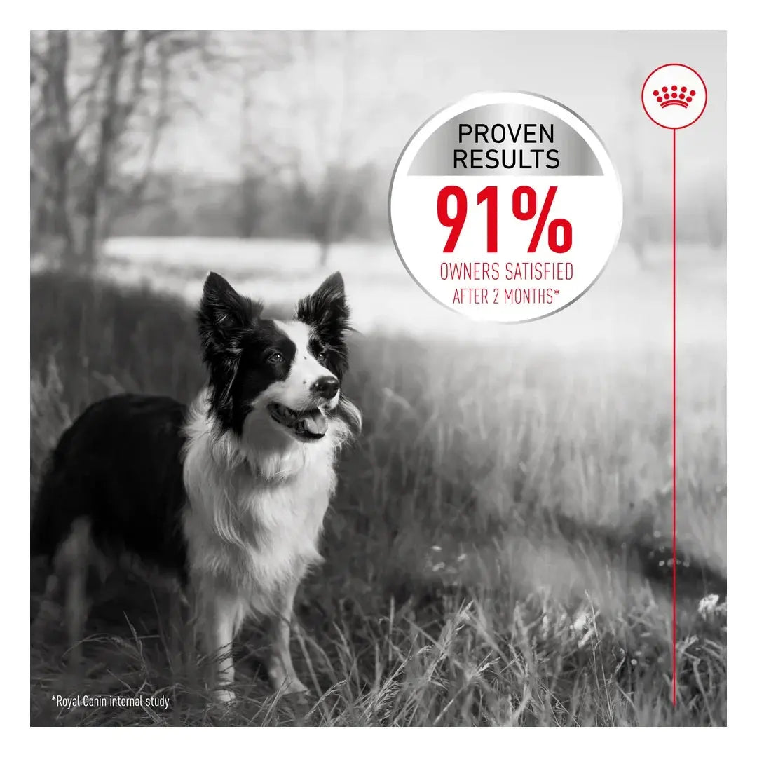 Royal Canin Dermacomfort Medium Dry Dog Food