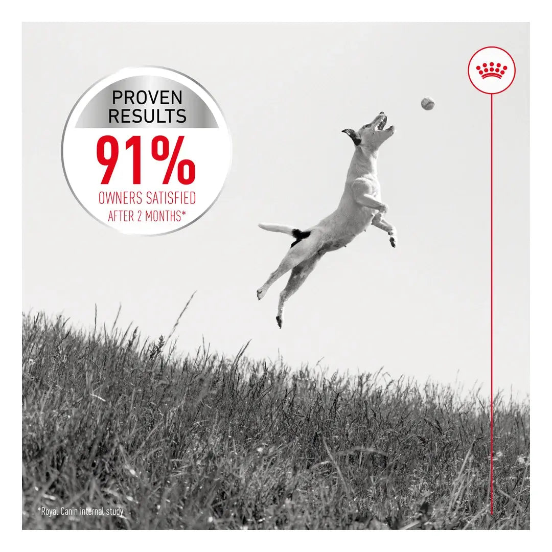 Royal Canin Dermacomfort Mini Dry Dog Food
