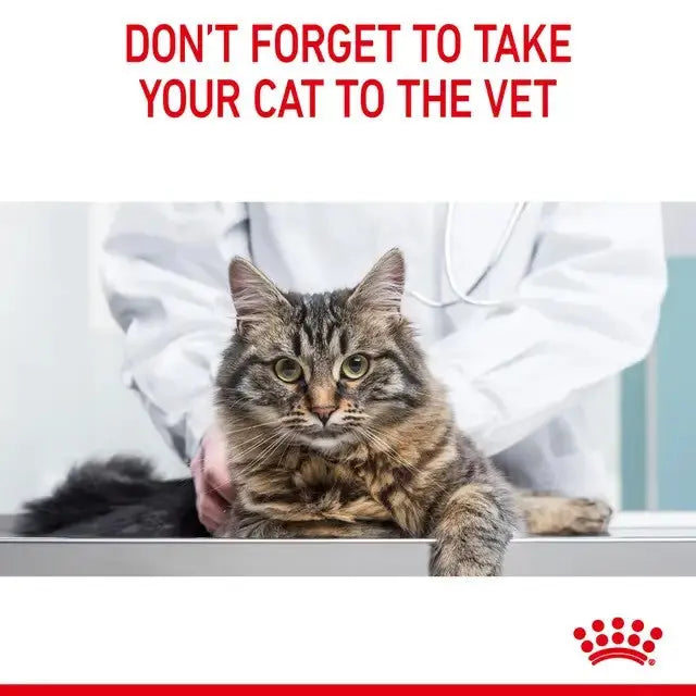 Cat at the vet with a veterinarian, reminding pet owners about regular check-ups.