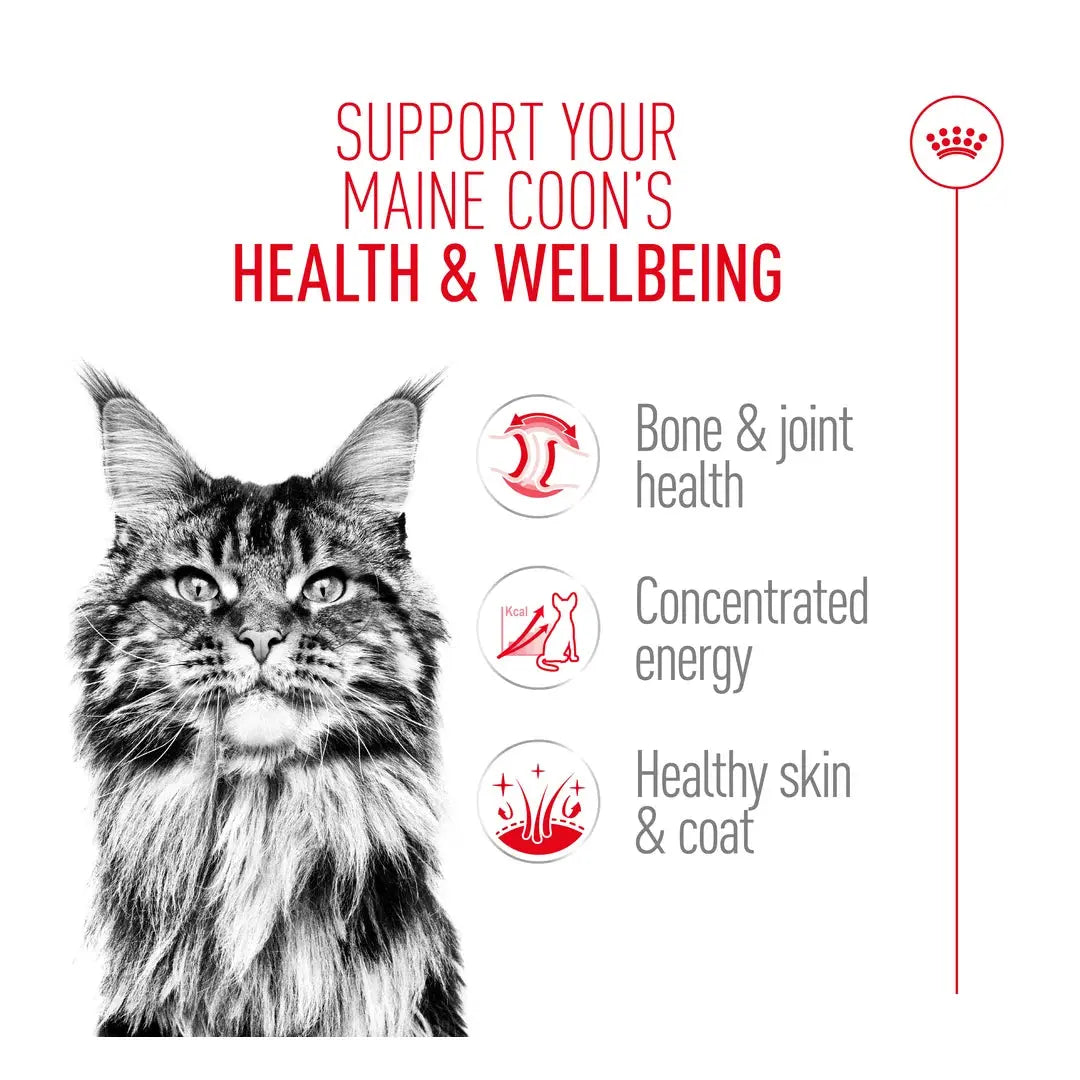 Royal Canin Maine Coon Adult Wet Cat Food