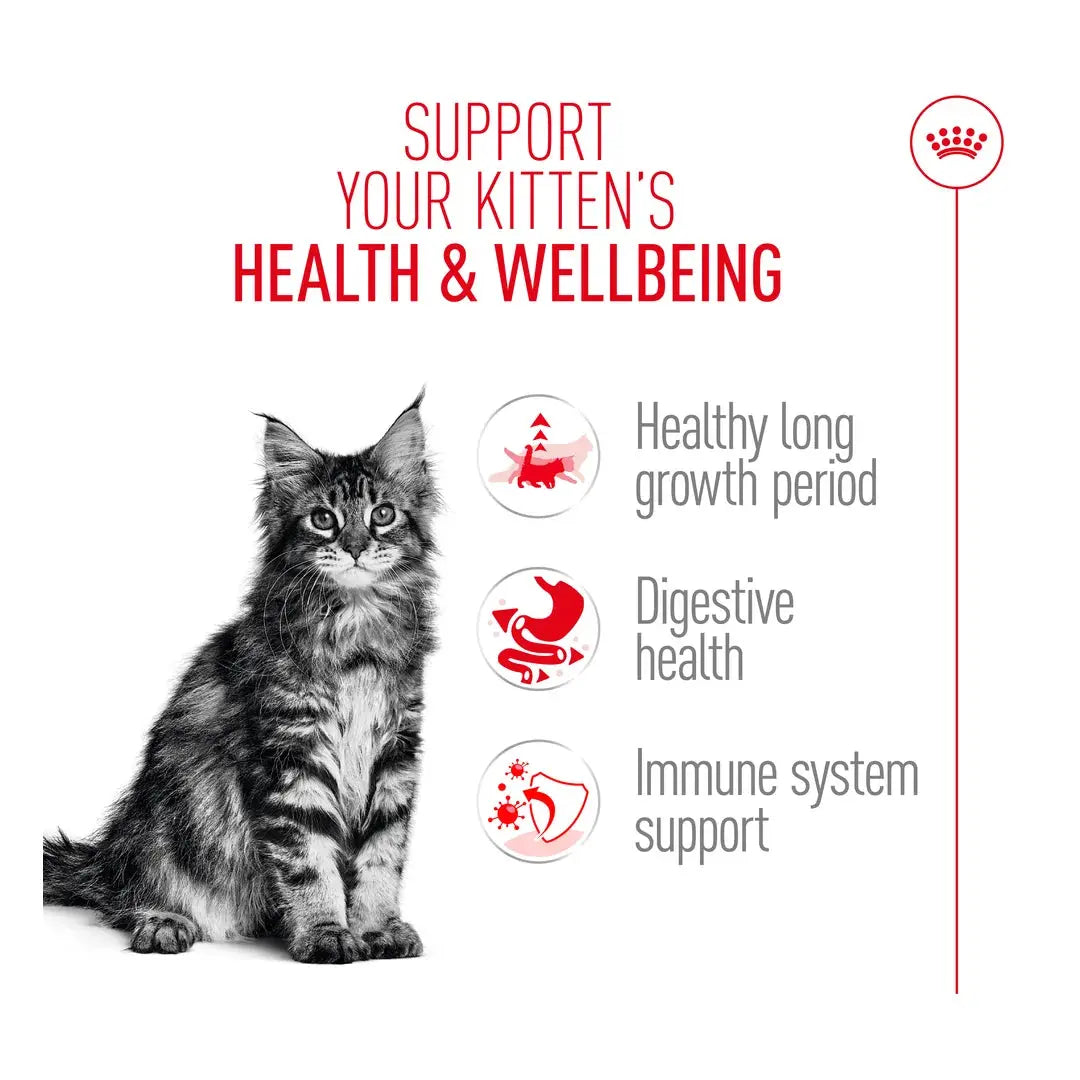 Royal Canin Maine Coon Kitten Dry Cat Food