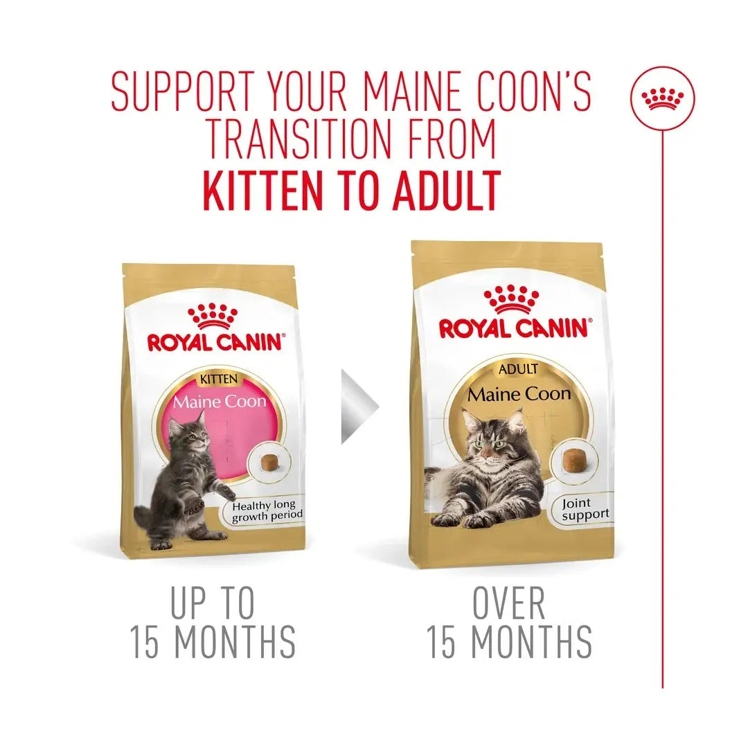 Royal Canin Maine Coon Kitten Dry Cat Food