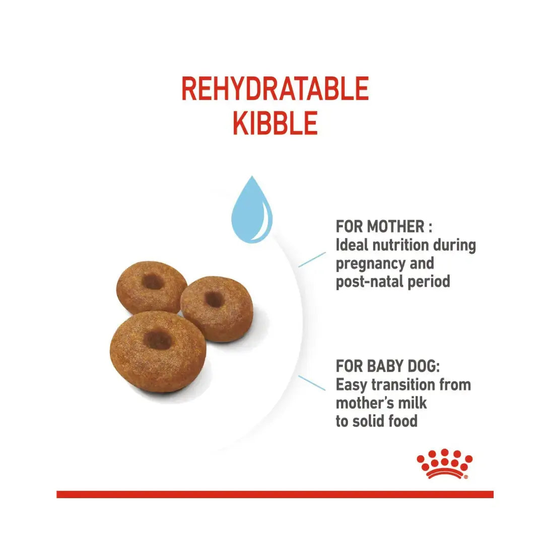 Royal Canin Maxi Starter Mother & Baby Dry Dog Food   | Canine & Co