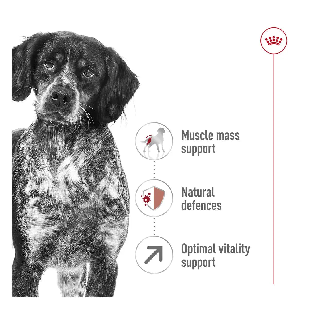 Royal Canin Medium Adult 7+ Dry Dog Food