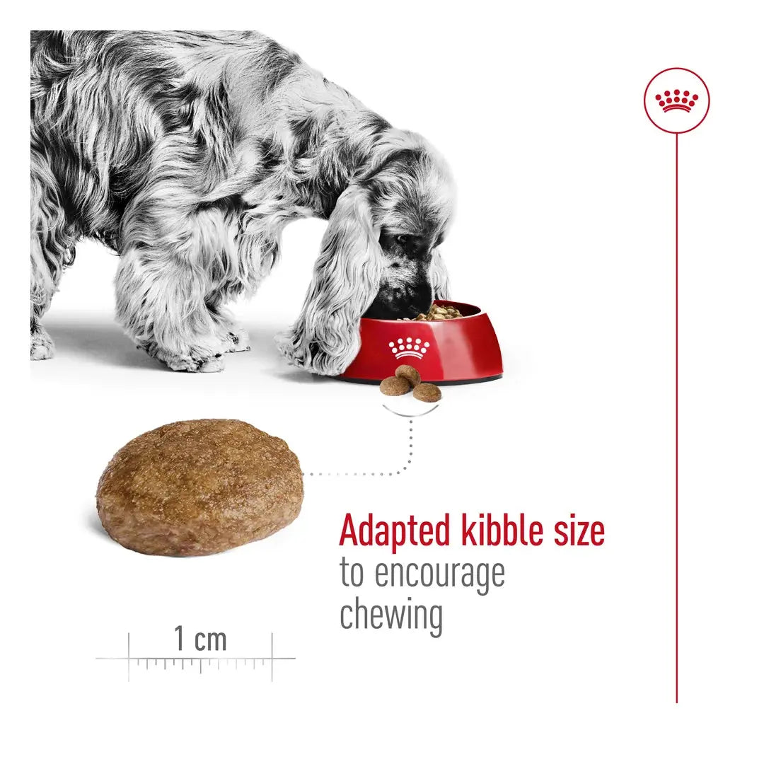 Royal Canin Medium Adult 7+ Dry Dog Food
