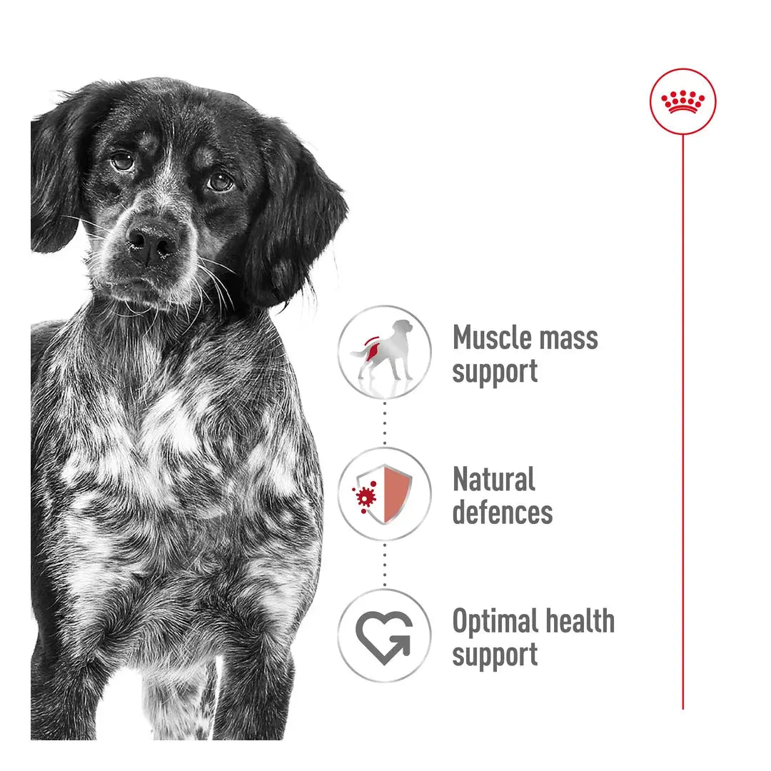 Royal Canin Medium Adult Wet Dog Food Pouch