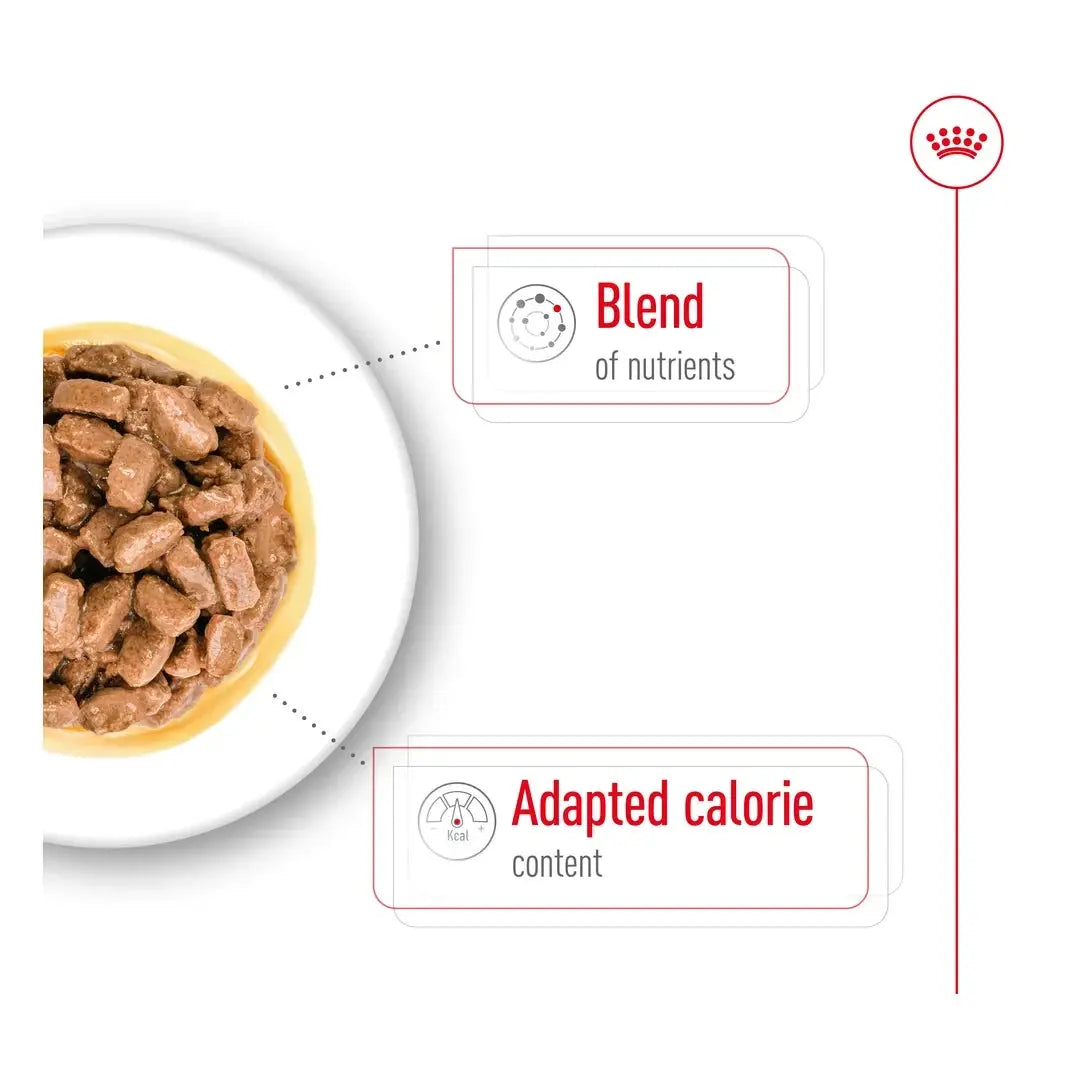 Royal Canin Mini Ageing 12+ Wet Dog Food Pouch