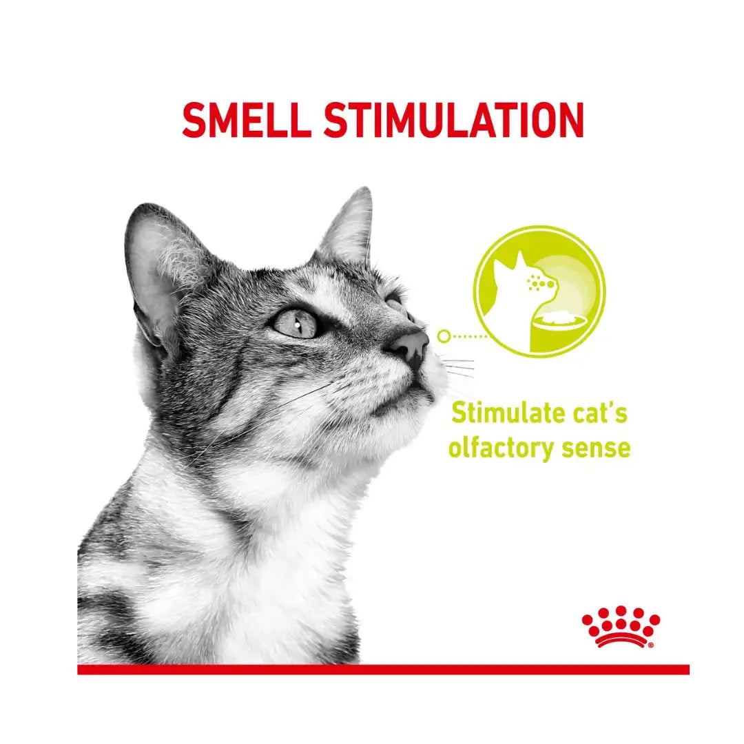 Royal Canin Sensory Smell Chunks In Gravy Cat Wet Cat Food Pouch   | Canine & Co