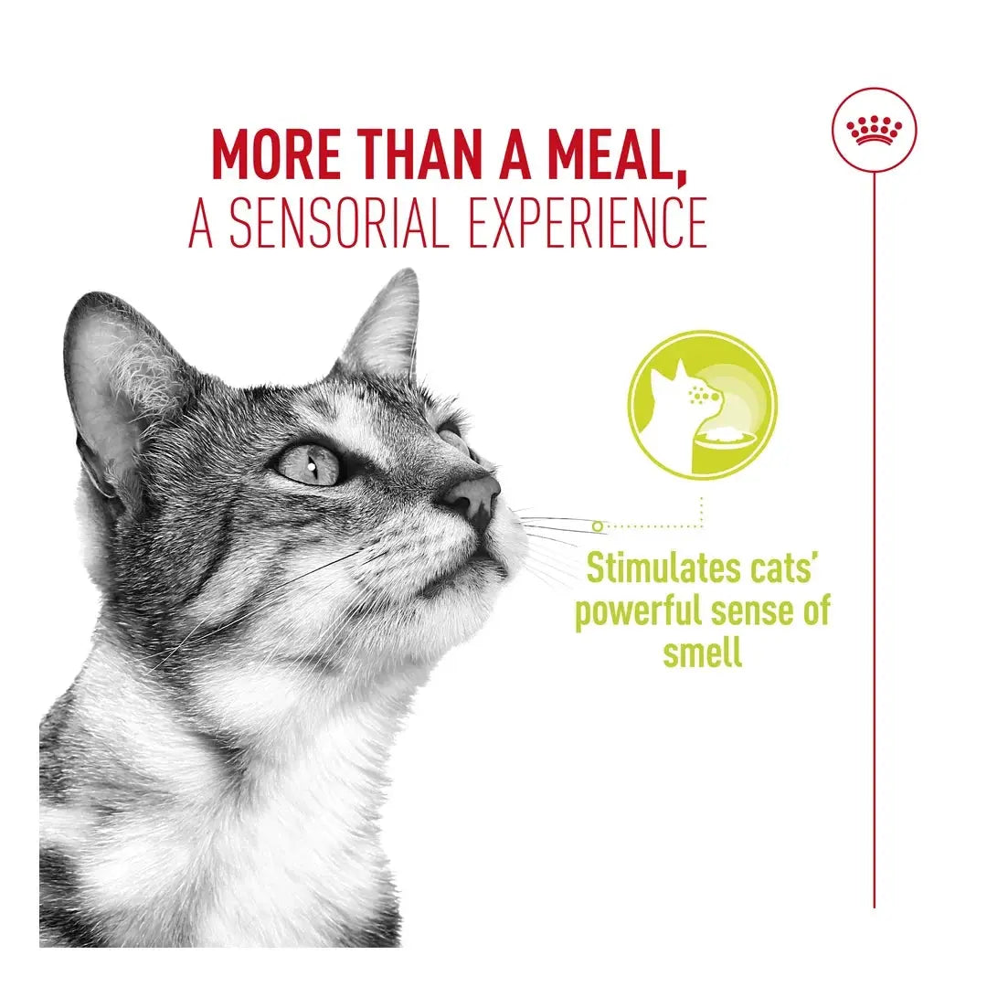 Royal Canin Sensory Smell Chunks In Gravy Cat Wet Cat Food Pouch
