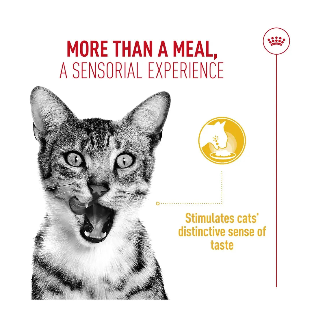 Royal Canin Sensory Taste Chunks In Gravy Cat Wet Cat Food Pouch
