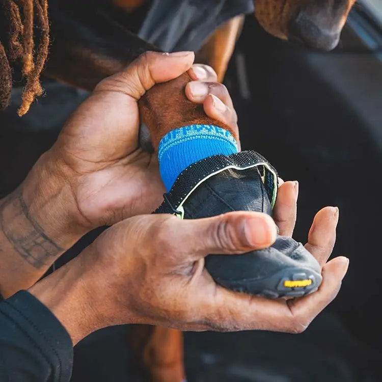 Dog wearing protective booties, showcasing comfort and safety for outdoor adventures.