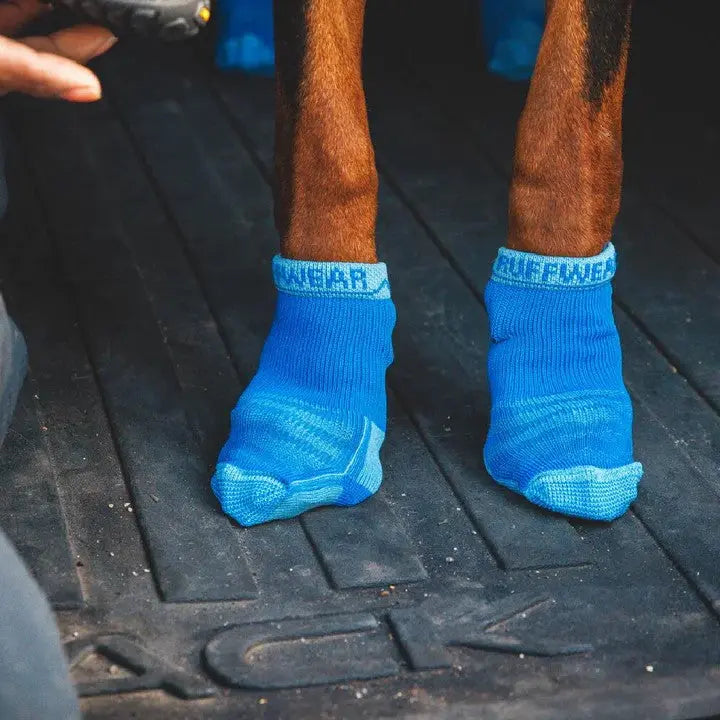 Dog wearing blue protective socks for paw safety and comfort.