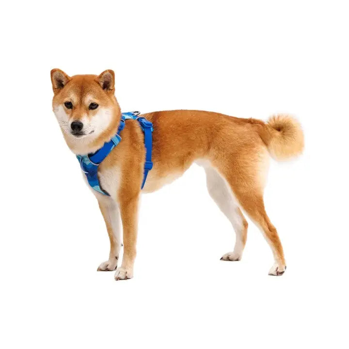 Shiba Inu wearing a blue harness, showcasing a stylish and comfortable pet accessory.