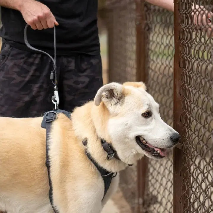 Dog on a leash at a fence, enjoying a walk with its owner in a park setting.