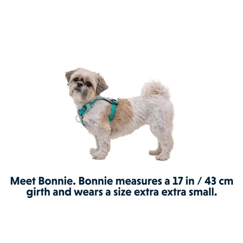 Small dog named Bonnie wearing a teal harness, measuring 17 inches in girth.
