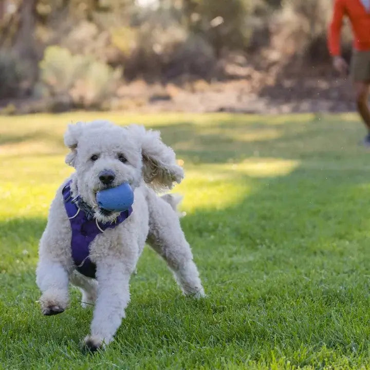 Playful dog running with a blue ball in a sunny park, showcasing joy and energy.