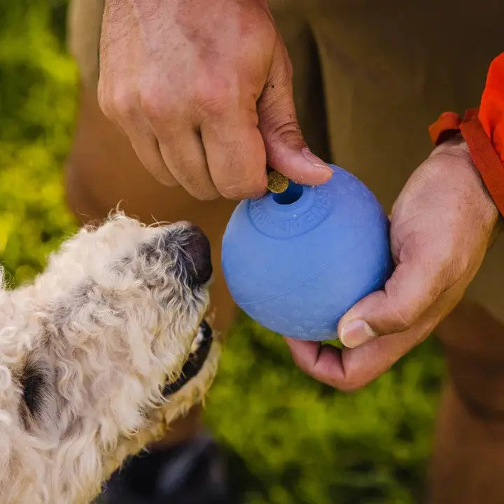 Dog owner prepares a blue interactive toy for playtime with their excited pet.