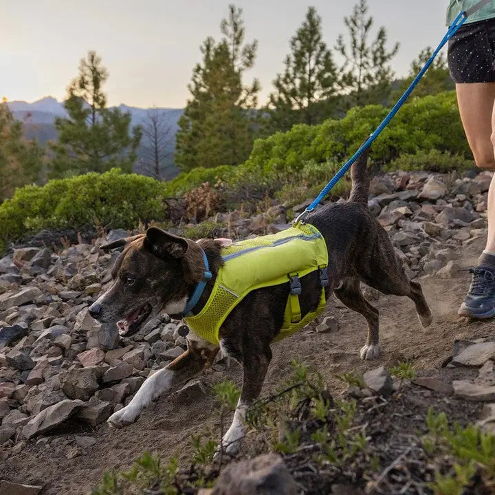Dog in a bright harness running on a rocky trail during a scenic outdoor hike.