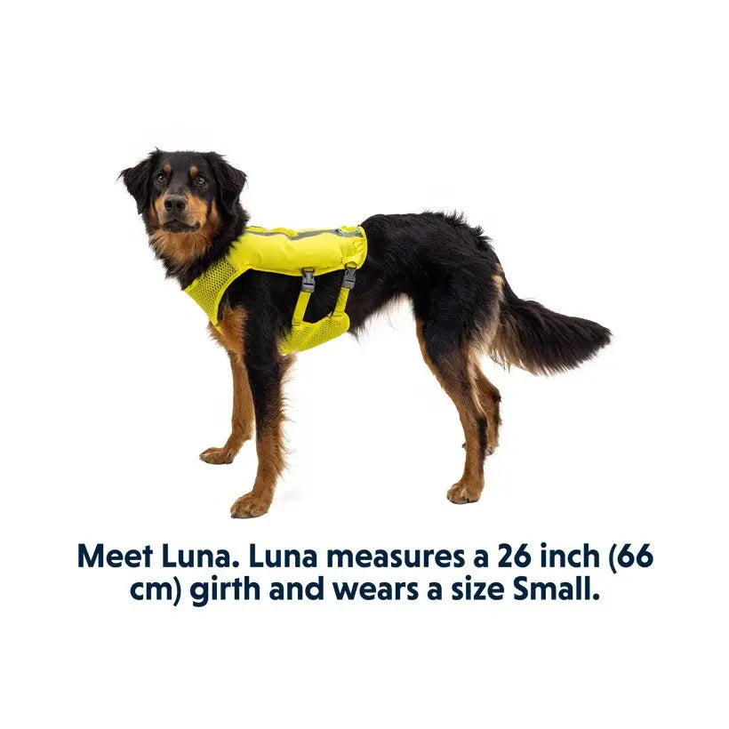 Dog harness in bright yellow, designed for comfort and safety, suitable for small breeds like Luna.