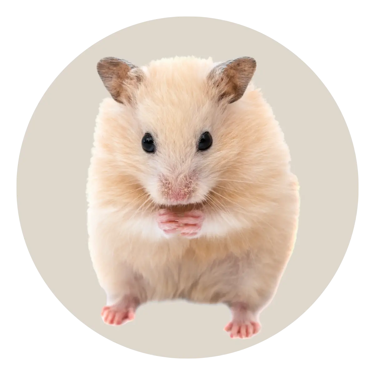 Small Pet