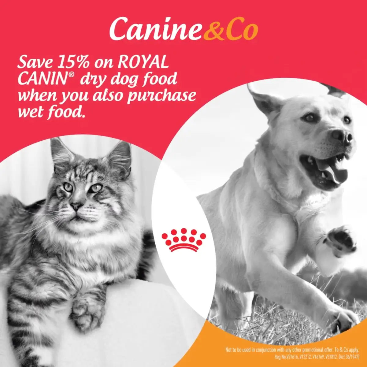 Buy Royal Canin Wet Food,  Save 15% on Dry