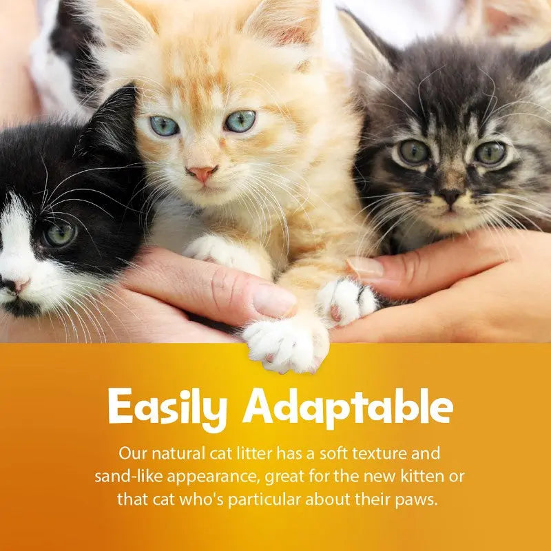 Three adorable kittens with soft fur, showcasing the adaptability of our natural cat litter.