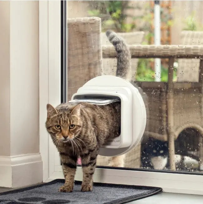 Cat using a pet door to enter the house, showcasing convenience for indoor and outdoor access.