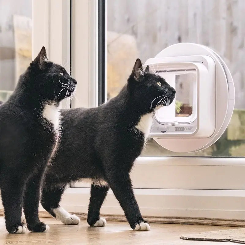 Two black and white cats curiously observing a cat door installed in a glass door.