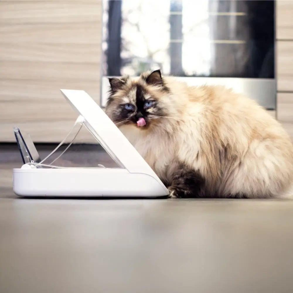 Fluffy cat using an automatic feeder, enjoying its meal in a modern kitchen setting.