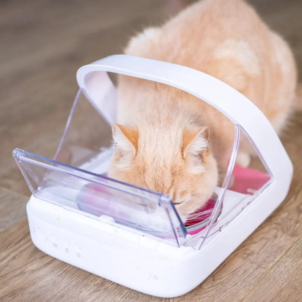 Cat using an automatic feeder with a transparent lid for easy access to food.