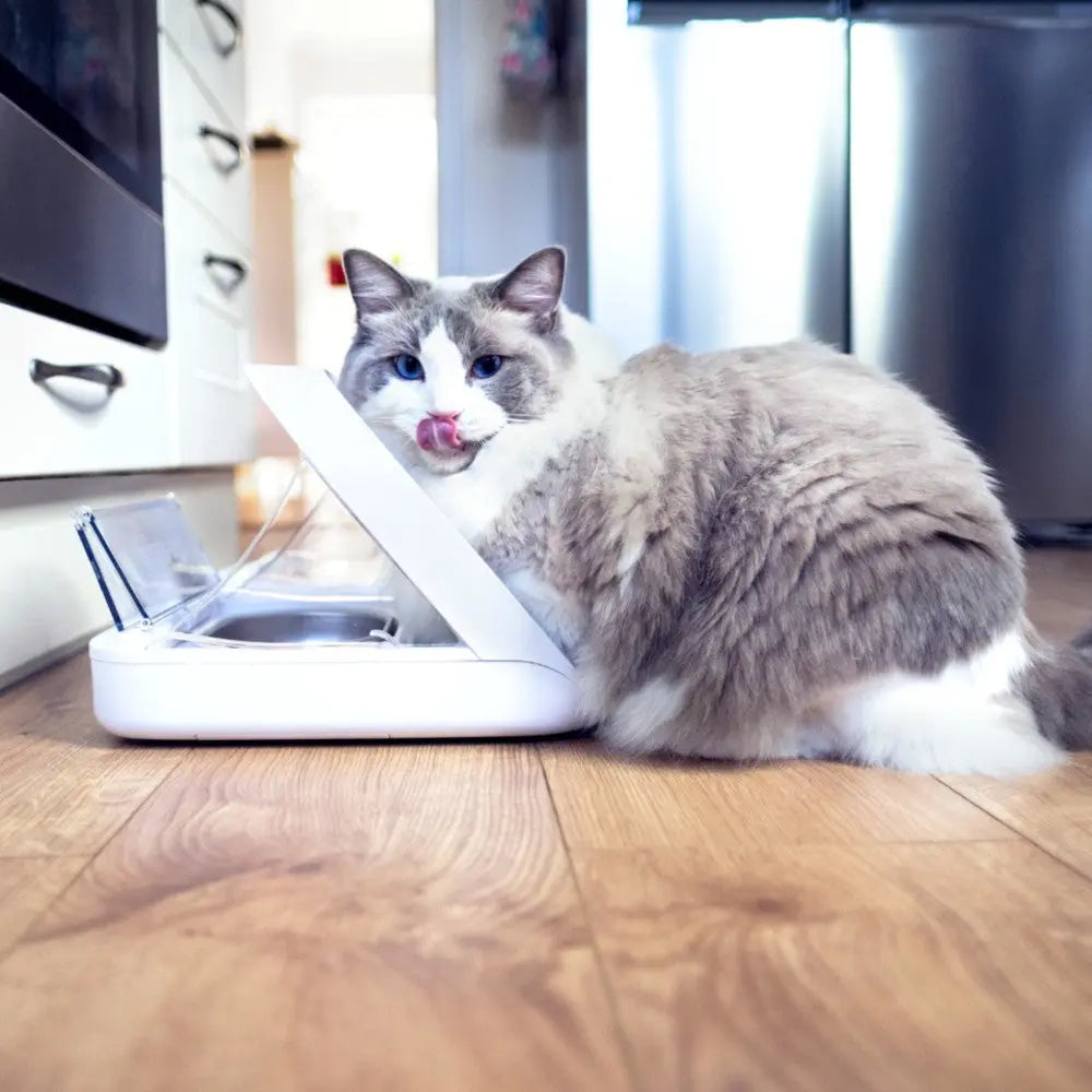 Cat enjoying a meal from an automatic feeder on a wooden floor.