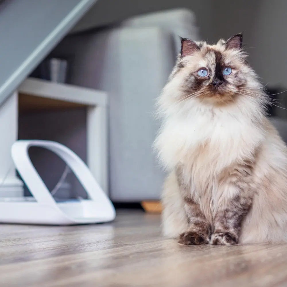 Fluffy cat with blue eyes sitting on the floor near a modern pet water fountain.