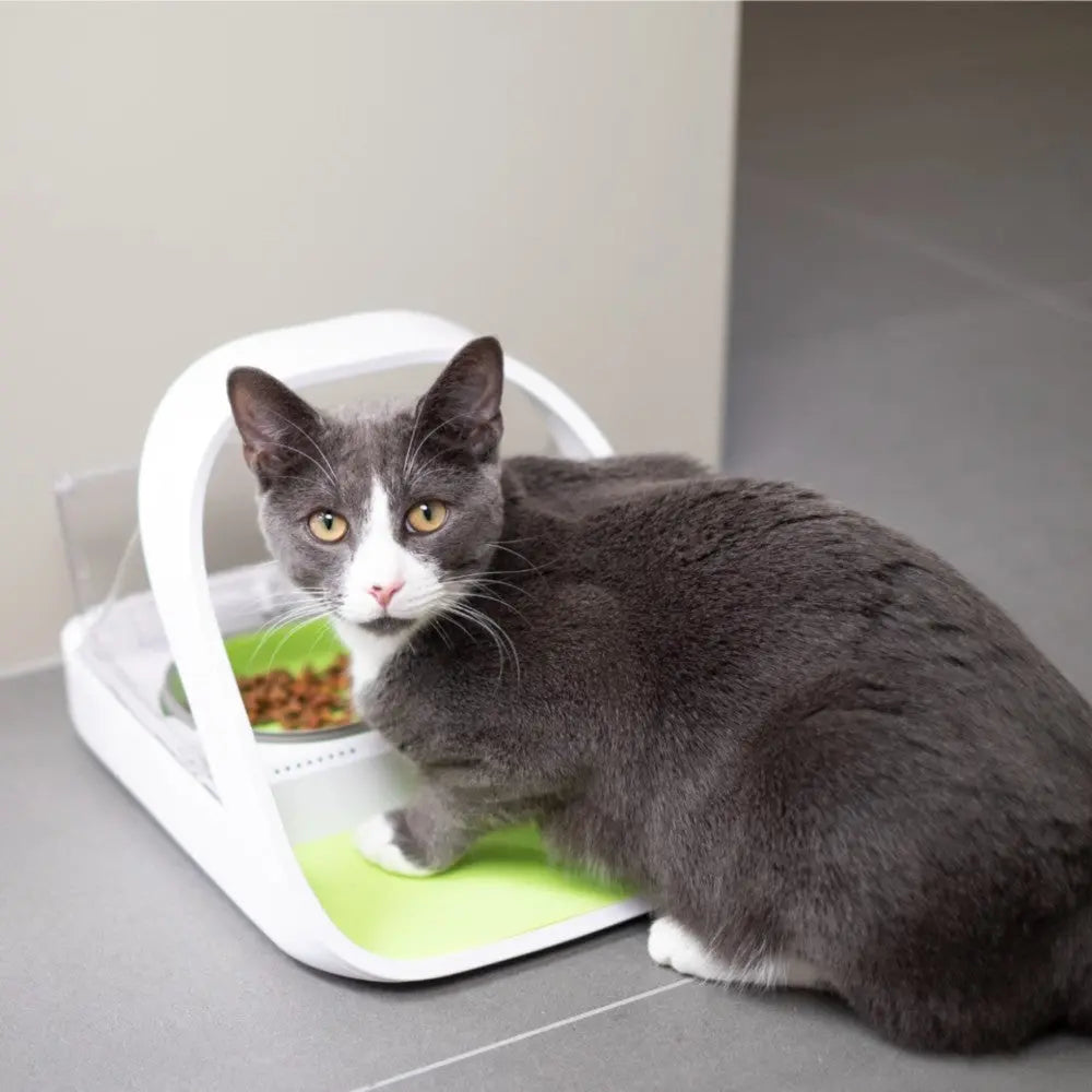 Gray cat using a modern automatic feeder with a green base and transparent lid.