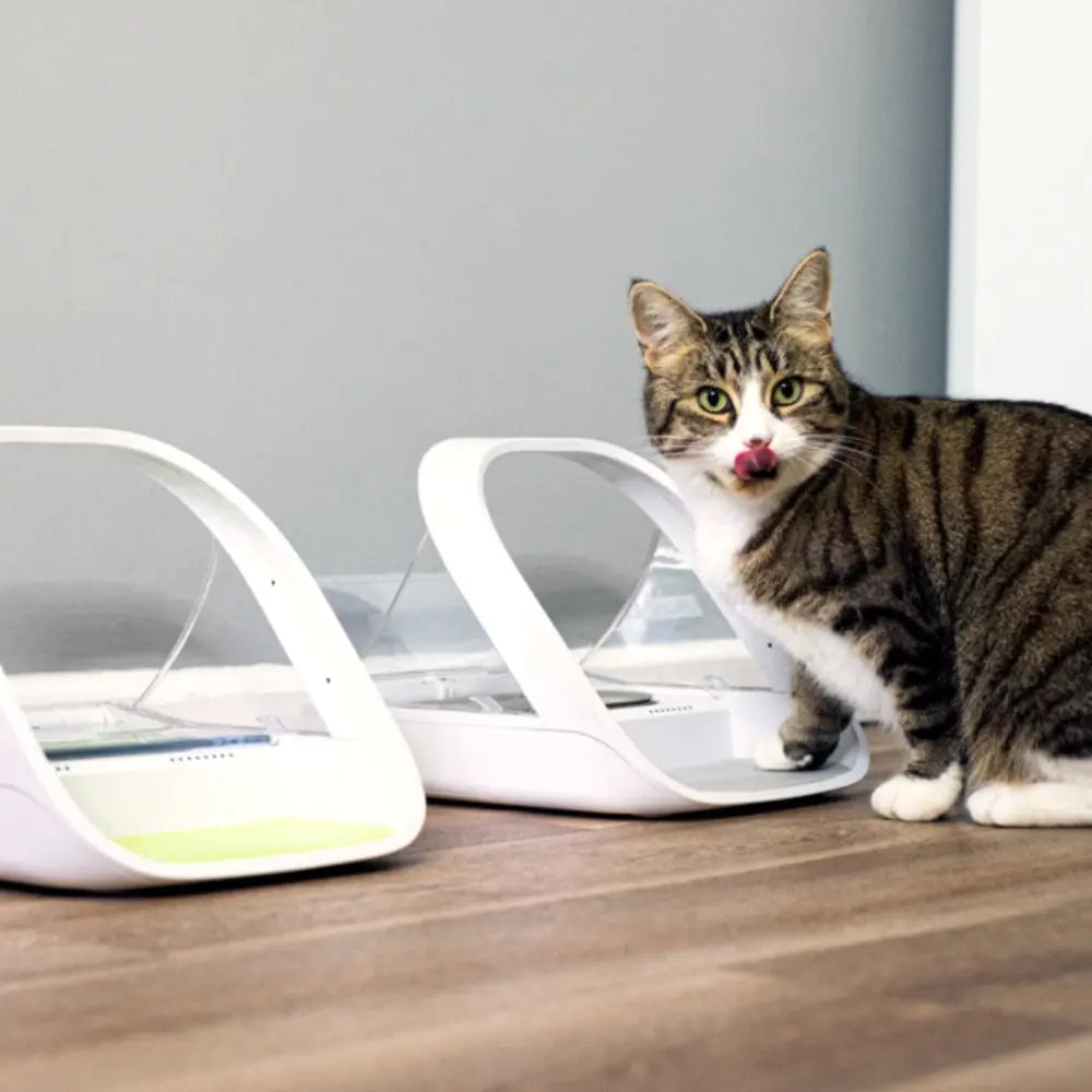 Cat beside automatic feeders, showcasing modern pet feeding solutions for convenience and health.