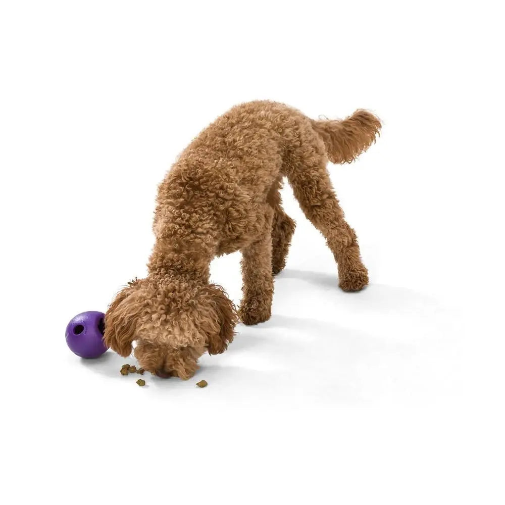 Dog playing with a purple toy while enjoying tasty kibble on a clean surface.