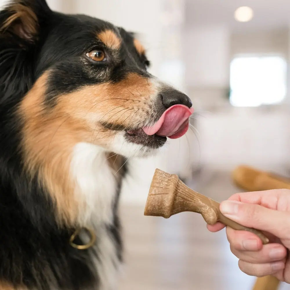 Dog eagerly anticipating a tasty treat, showcasing its excitement and playful nature.