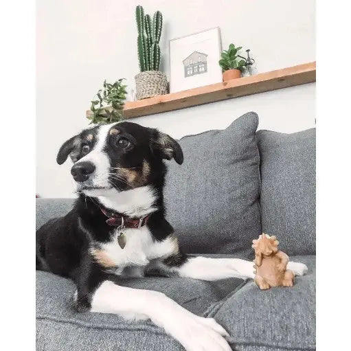Dog sitting on a gray couch with a toy, surrounded by plants and home decor.