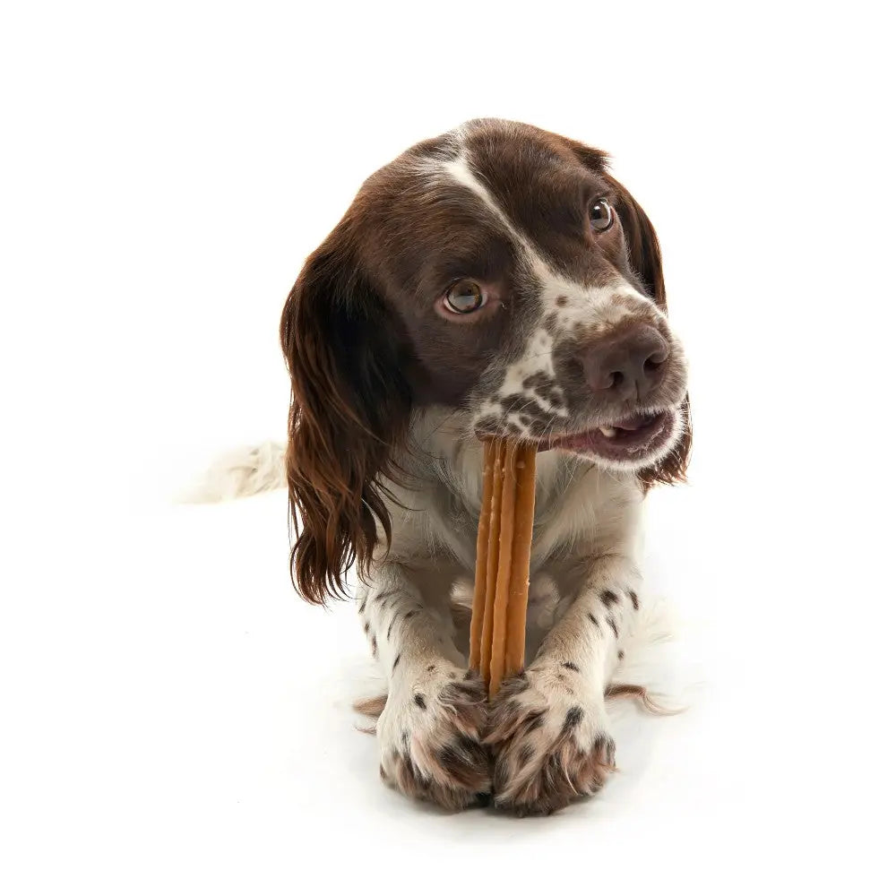 Dog enjoying a chew stick, showcasing its playful nature and healthy treat choice.