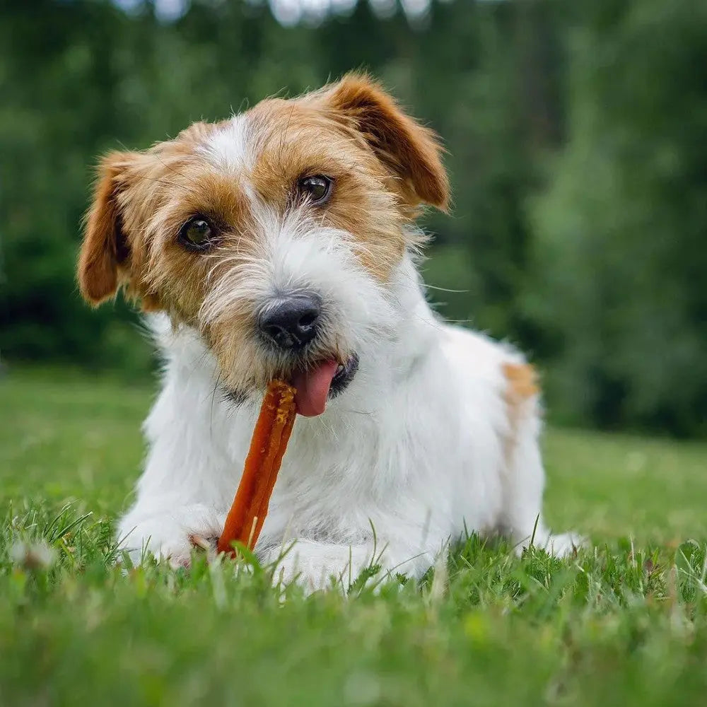 Dog enjoying a chew stick on green grass in a natural outdoor setting.