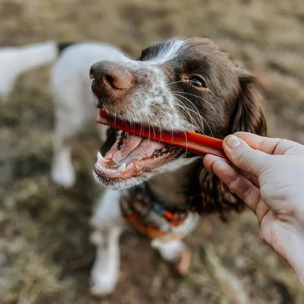 Dog happily chewing on a red chew stick during outdoor playtime.