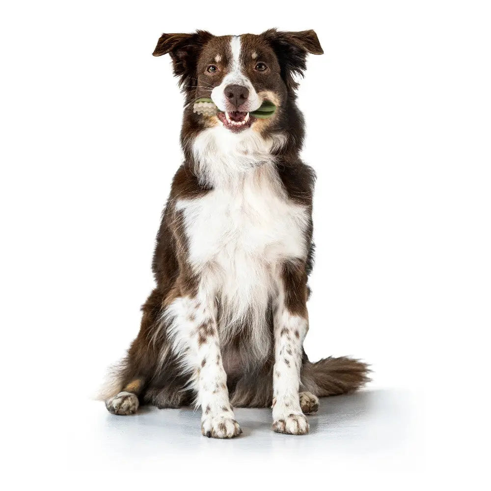 Happy dog holding a chew toy, showcasing playful energy and a healthy lifestyle.